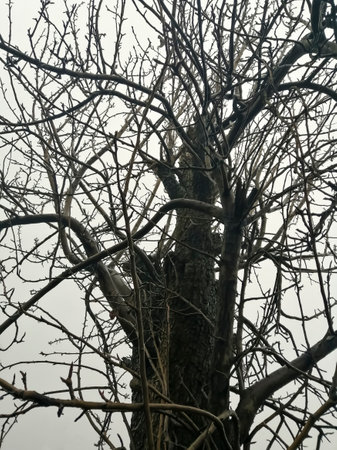 Gloomy winter trees. Winter trees against grey sky. Bare tree branches - Halloween. Trees without leaves from bottom to top. Scary trees.の写真素材