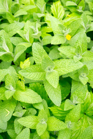 Spring melisa background. Spring mint. Light green lemon balm leaves in the form of a background.の写真素材