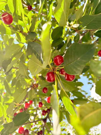 Cherry on a tree. Among the green leaves of the village, you can see red cherry berries. The light falls on the leaves and berries of cherries.の写真素材