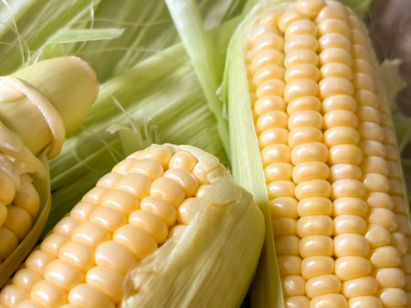 Young corn close-up. Yellow corn kernels nearby on the cob. Cooking corn.の写真素材