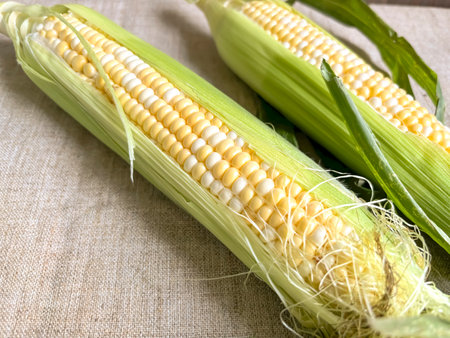 Young ears of corn in green leaves. Yellow-white corn. corn of the Raquel variety. Two-color corn.の写真素材