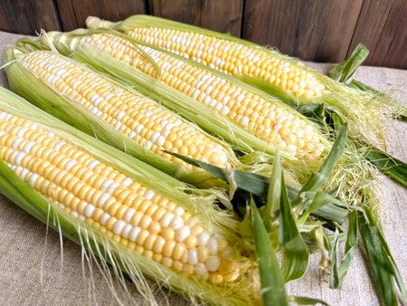 Young ears of corn in green leaves. Yellow-white corn. corn of the Raquel variety. Two-color corn.の写真素材