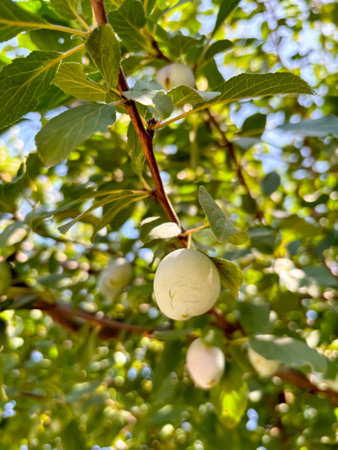 green plum fruits on the branches. Growing plums - fruits on branches. Plum tree with fruits. Ripening of plums.の写真素材