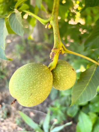 Two walnuts on a tree branch. Walnut ripening. green walnut on a tree.の写真素材