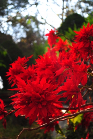 flowerの写真素材