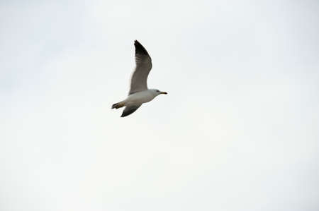 Seagull flying high in the sky