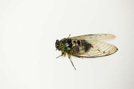 The cicada is a typical summer insect.の写真素材