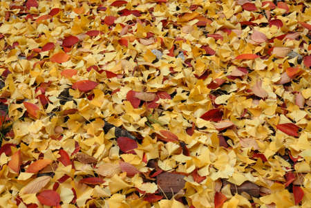 Autumn leaves and fallen leaves are beautiful.の写真素材