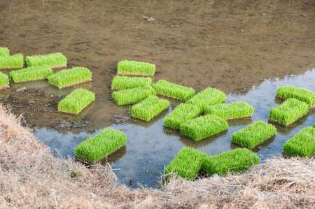Planting seedlings in rice fields in early summerの写真素材