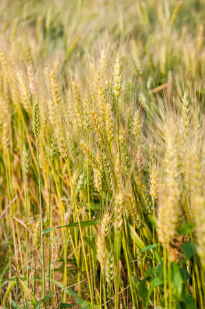 The wind through the wheat fieldsの写真素材