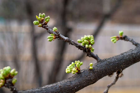 Buds of early spring branches
