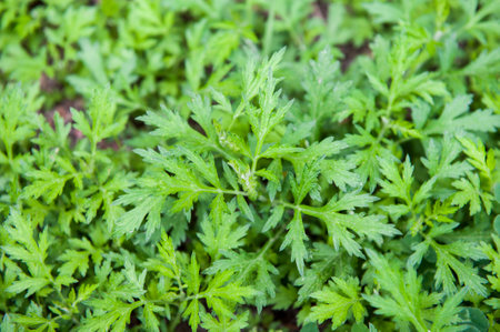 Mugwort leaves help a lotの写真素材