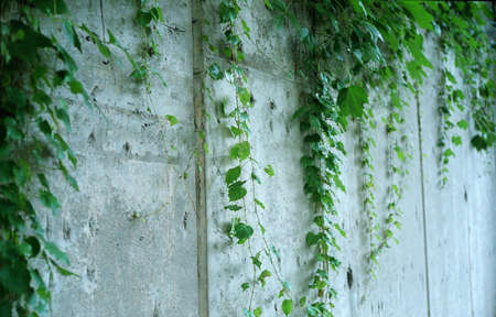 An ivy boasting persistent vitality