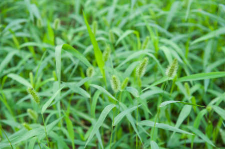 Cute grass like a puppy's tail