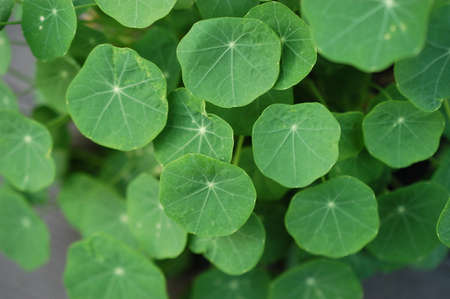 Fresh round green leaves in the pondの写真素材