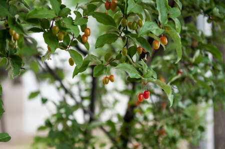 Fresh and pretty bodhi tree fruit