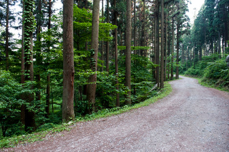 With a forest of trees in the mountainsの写真素材