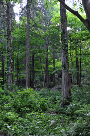 With a forest of trees in the mountains