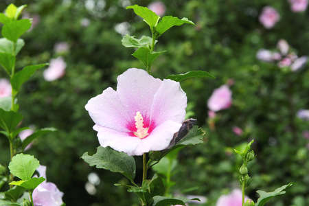 The rose of Sharon is regarded as the national flower of Korea.の写真素材