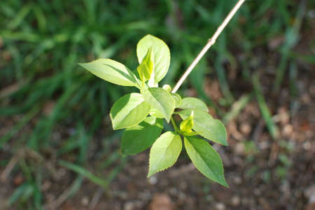 A leaf