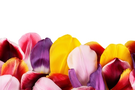 Multicolored petals of tulips on white backgroundの写真素材