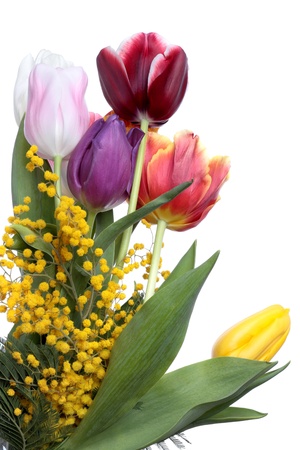 Fresh bouquet of tulips and mimosa on a white backgroundの写真素材
