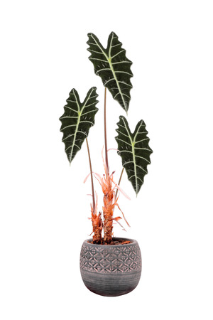 Alocasia sanderiana Flower in a pot of the genus Alocasia plant height of 40 cm to two meters or more on a white backgroundの写真素材