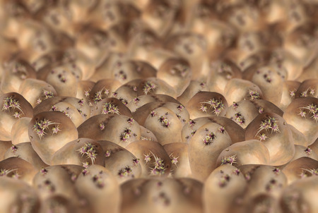closeup of a lot of sprouted potatoesの写真素材