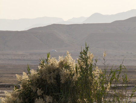 Phragmites (common reed or Pampas Grass) in Judean Desert on seashore of Dead Sea.