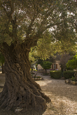 Old olive trees in the Garden of the Church of our Lady of the Arc of Covenant  in Abu Ghosh, Israel. On this mound the Byzantines built a church which was destroyed in 614 when the Persians conquered the country.の写真素材
