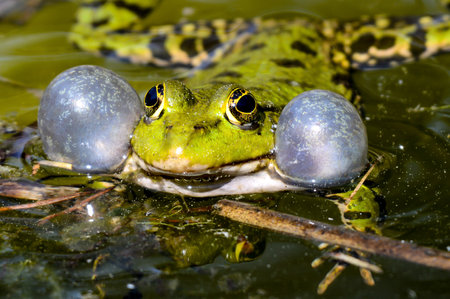 Green frogs with vocal bags