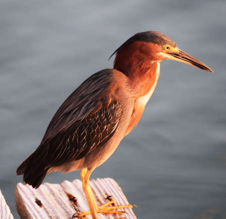 Closeup of Green Heron on a dock on Florida waterwayの写真素材