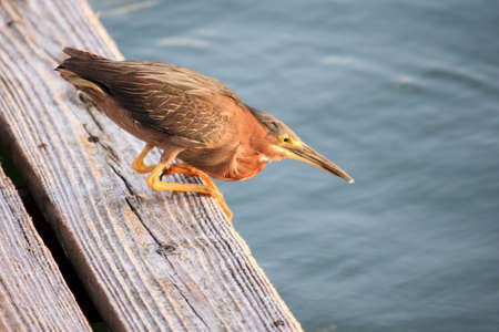 Closeup of Green Heron on a dock on Florida waterwayの写真素材