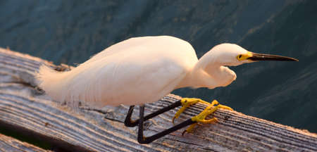 Closeup of Ibis on a dock on Florida waterwayの写真素材