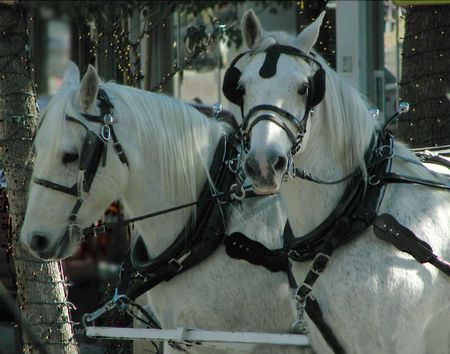 Team of white horses surrounded by Christmas lightsの写真素材