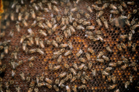 Bees on honeycomb in apiary. Close up view of the working bees on honeycells.