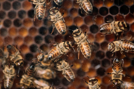 Close-up of a beehive with honeycomb and a swarm of bees.