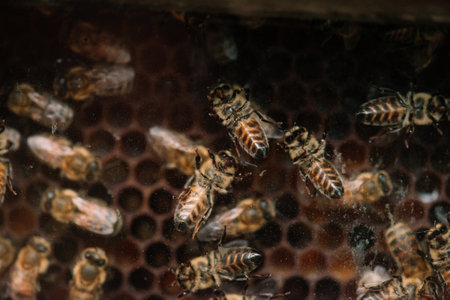 Close up view of the working bees on honeycells from a hive.