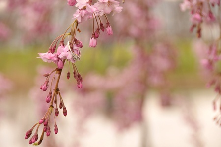 Engagement ring on flowering treeの写真素材
