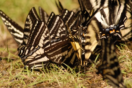 Butterflys in a large groupの写真素材