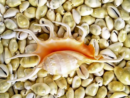 Shell Lambis Truncata and different beautifull seashells from the Mediterraneanの写真素材