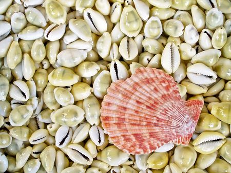 Seashells from the Mediterranean which can be used as a background