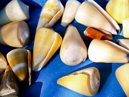 Seashells from the Mediterranean which can be used as a background