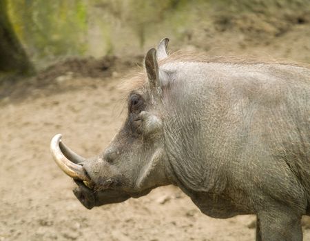 Warthog. Photo have been shot in the Berlin zoo