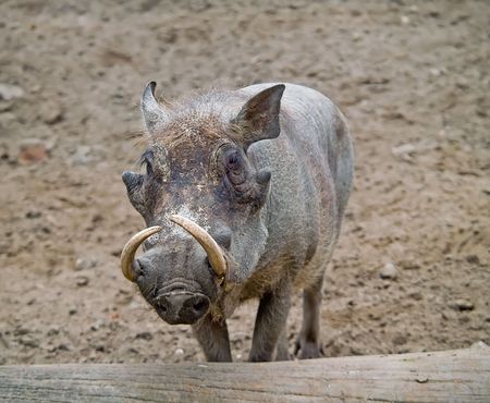 Warthog. Photo have been shot in the Berlin zooの写真素材