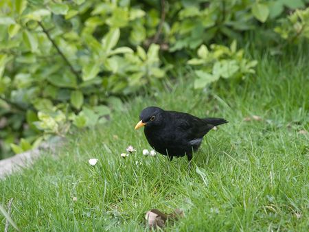 Bird. Photo have been shot in the Berlin zooの写真素材