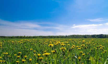 summer meadow. Field of grass and flowers under blue sky  の写真素材