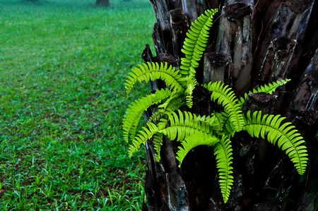 Frien in The Park Mountainの写真素材