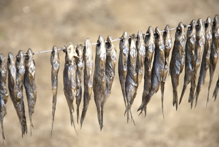 Lots of dried fish on a string in the summer after the fishingの写真素材
