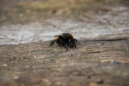 Bumblebee resting against a tree in the springの写真素材